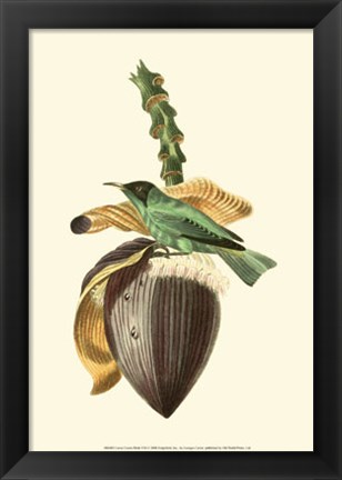 Framed Cuvier Exotic Birds VIII Print
