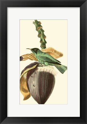 Framed Cuvier Exotic Birds VIII Print