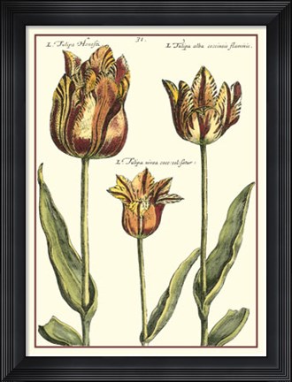 Framed De Passe Tulipa I Print