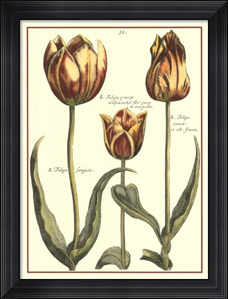 Framed De Passe Tulipa II Print