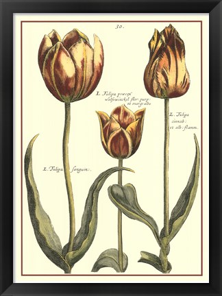 Framed De Passe Tulipa II Print