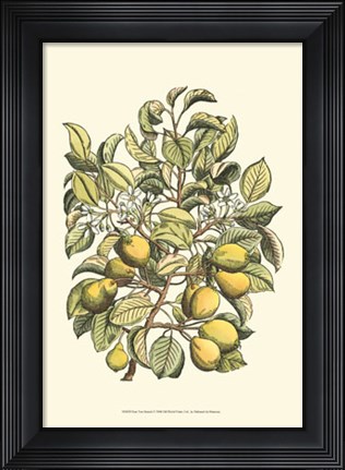 Framed Pear Tree Branch Print