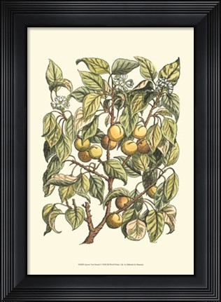 Framed Apricot Tree Branch Print