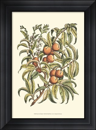 Framed Peach Tree Branch Print