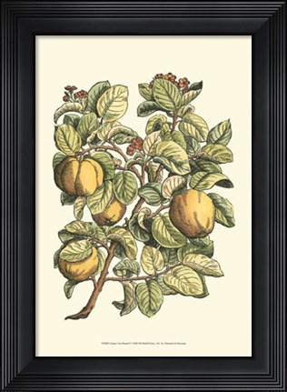 Framed Quince Tree Branch Print
