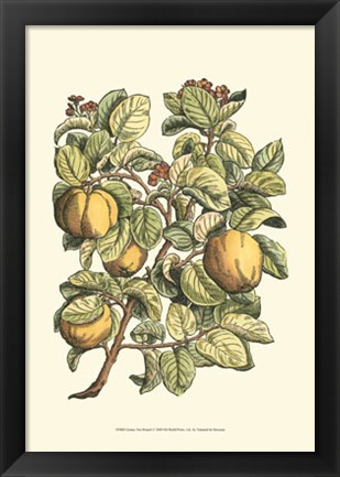 Framed Quince Tree Branch Print