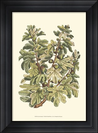 Framed Fig Tree Branch Print