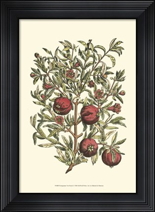 Framed Pomegranate Tree Branch Print
