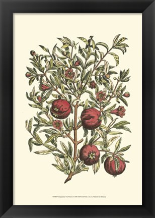 Framed Pomegranate Tree Branch Print