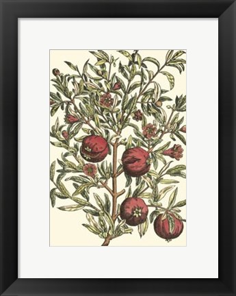 Framed Pomegranate Tree Branch Print