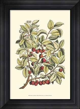 Framed Cherry Tree Branch Print