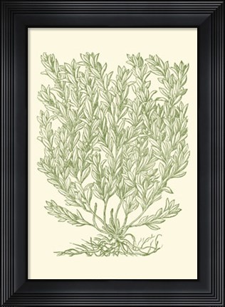 Framed Mossy Branches II Print