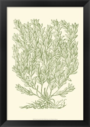 Framed Mossy Branches II Print