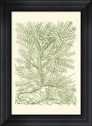 Framed Mossy Branches III Print