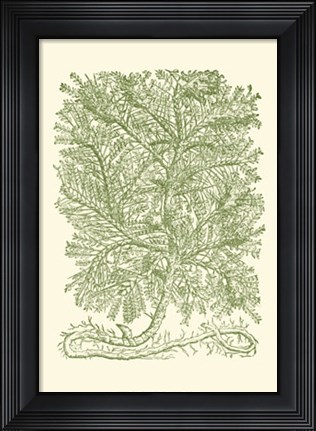 Framed Mossy Branches IV Print