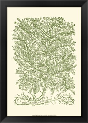 Framed Mossy Branches IV Print