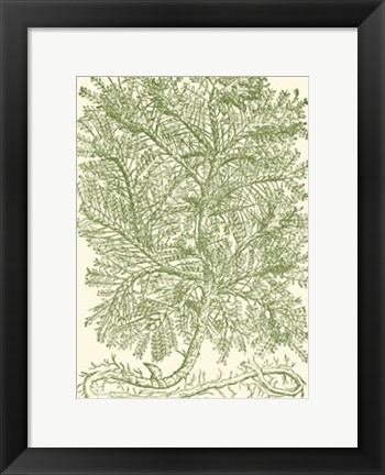 Framed Mossy Branches IV Print