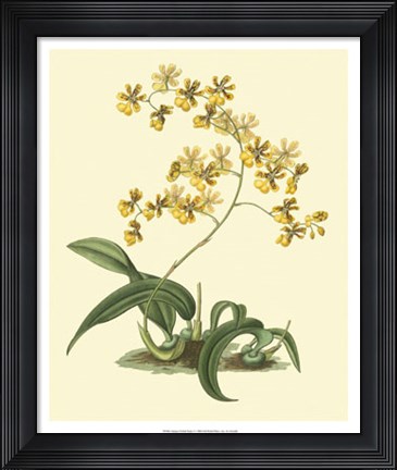 Framed Antique Orchid Study I Print