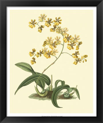 Framed Antique Orchid Study I Print