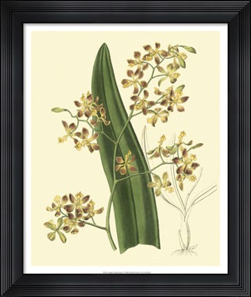 Framed Antique Orchid Study II Print