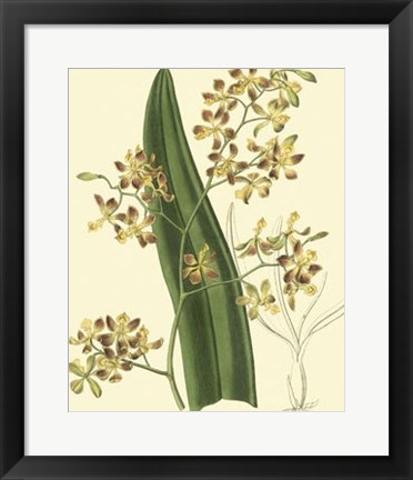 Framed Antique Orchid Study II Print