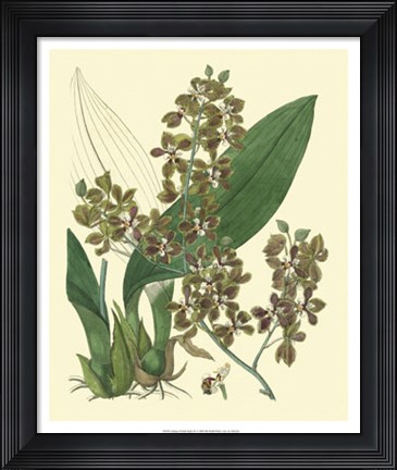 Framed Antique Orchid Study III Print