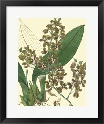 Framed Antique Orchid Study III Print