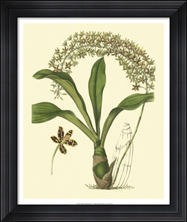 Framed Antique Orchid Study IV Print