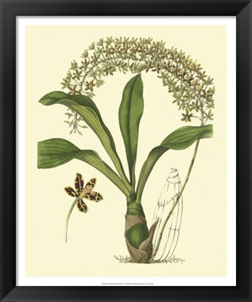 Framed Antique Orchid Study IV Print