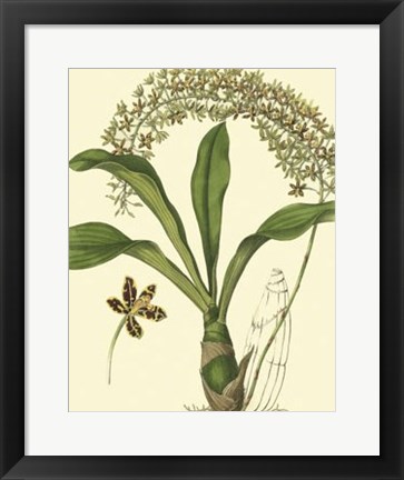 Framed Antique Orchid Study IV Print