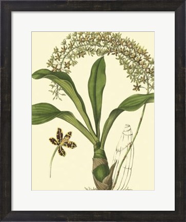 Framed Antique Orchid Study IV Print