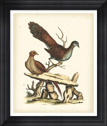 Framed Regal Pheasants I Print