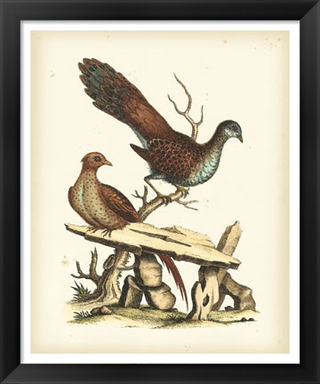 Framed Regal Pheasants I Print