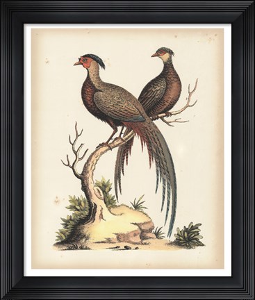 Framed Regal Pheasants II Print