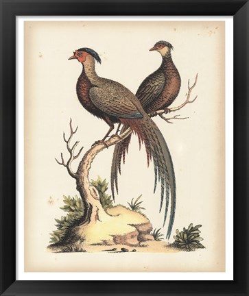 Framed Regal Pheasants II Print