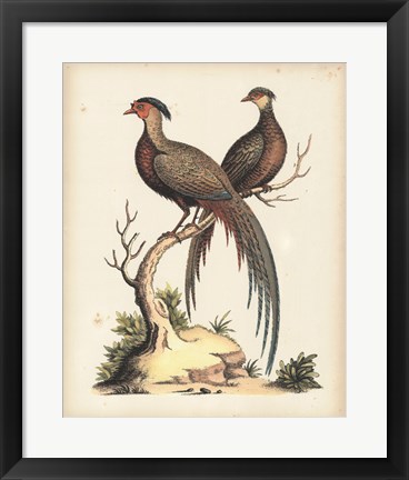 Framed Regal Pheasants II Print