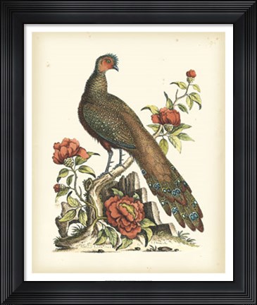 Framed Regal Pheasants III Print