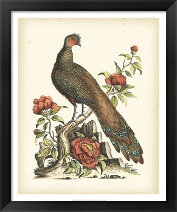 Framed Regal Pheasants III Print
