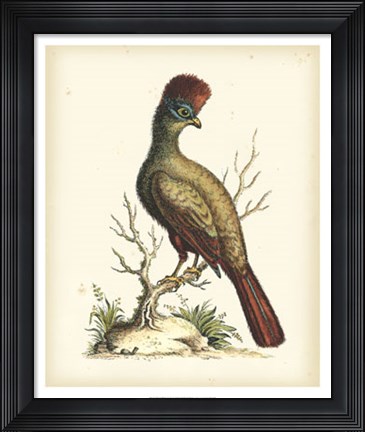Framed Regal Pheasants IV Print