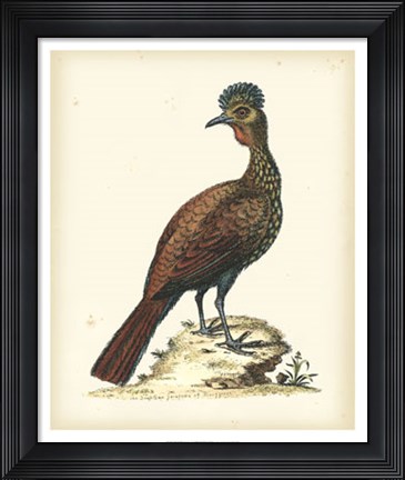Framed Regal Pheasants V Print