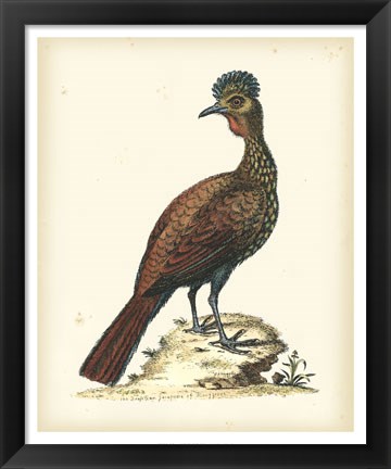 Framed Regal Pheasants V Print