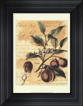 Framed Nutmeg Print