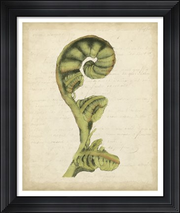 Framed Fiddlehead Ferns I Print