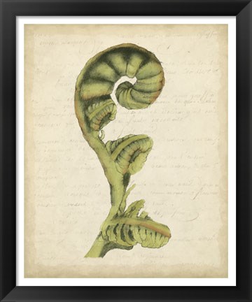 Framed Fiddlehead Ferns I Print