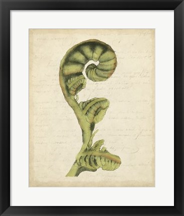 Framed Fiddlehead Ferns I Print