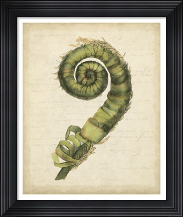 Framed Fiddlehead Ferns II Print