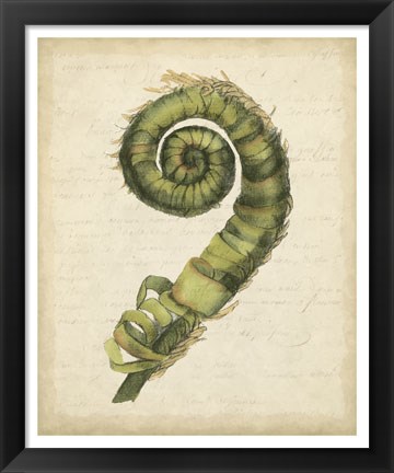 Framed Fiddlehead Ferns II Print