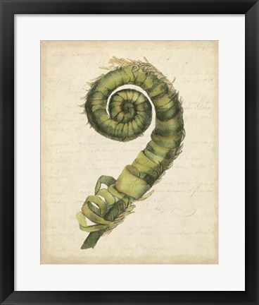 Framed Fiddlehead Ferns II Print