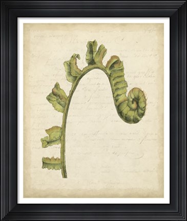 Framed Fiddlehead Ferns III Print