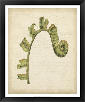 Framed Fiddlehead Ferns III Print